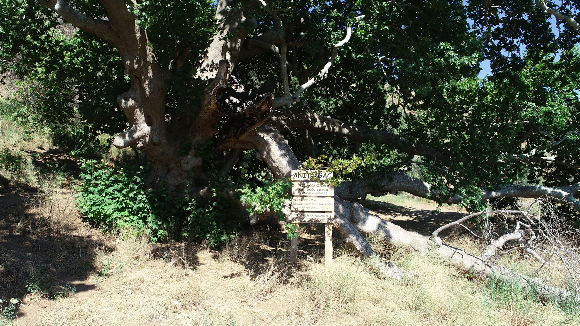 Koca Çınar