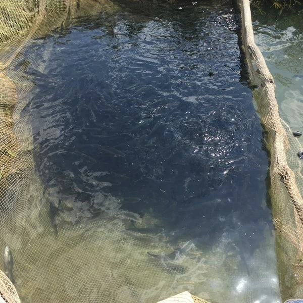 Madra Dağı Alabalık Çiftliği