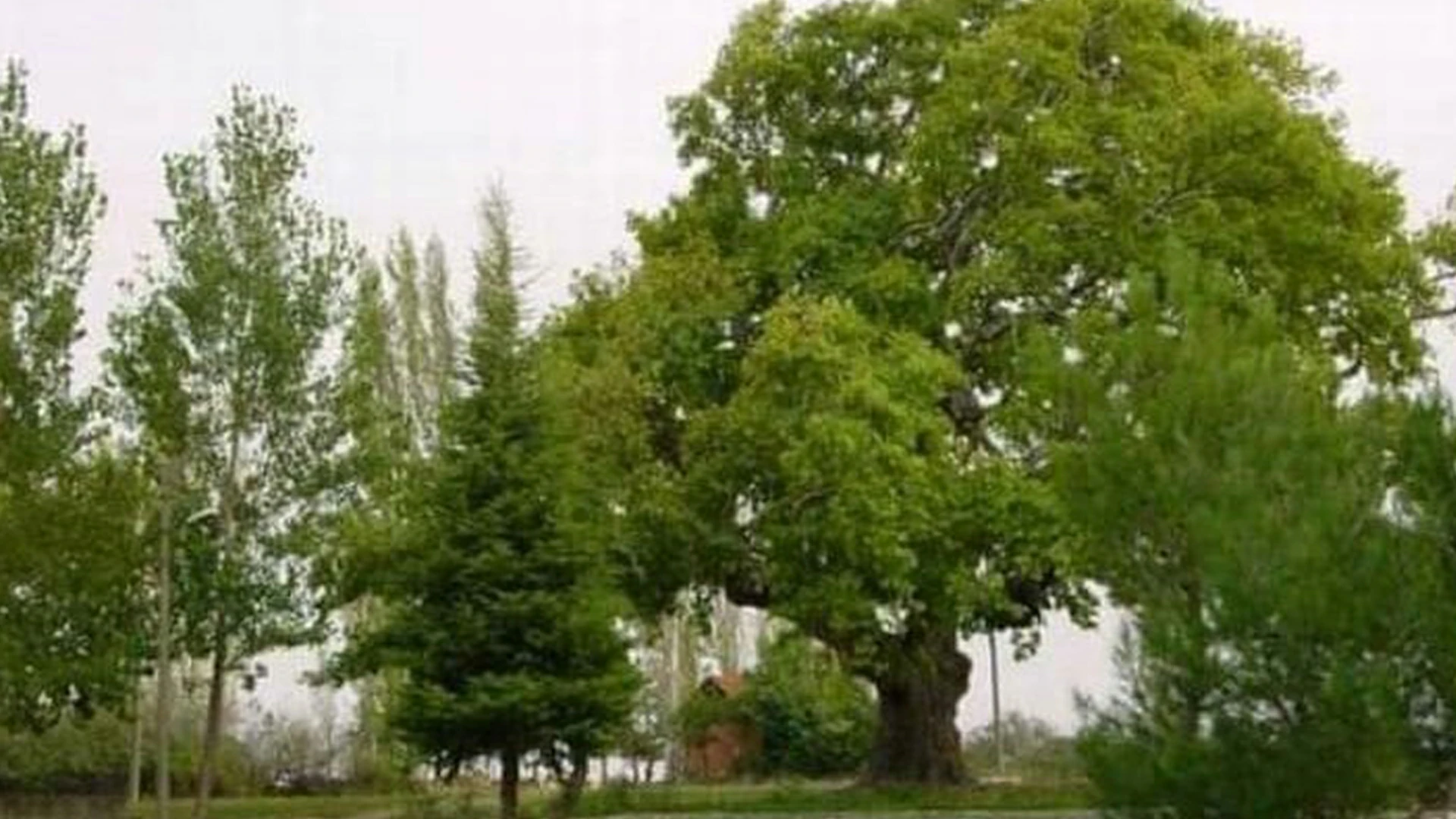 Savaştepe Çınaraltı