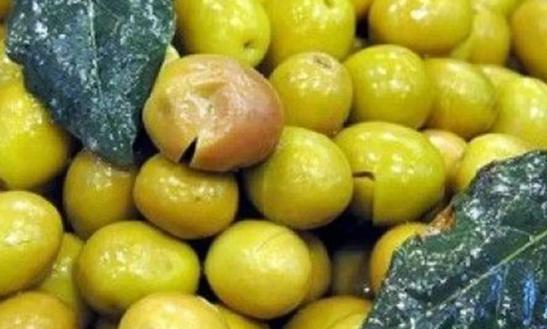 Edremit Körfezi Çizik Yeşil