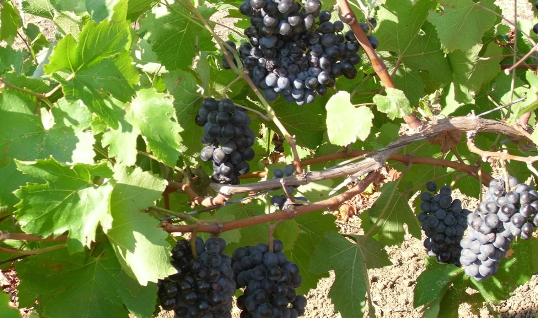 Ürün 2023 yılının Ocak