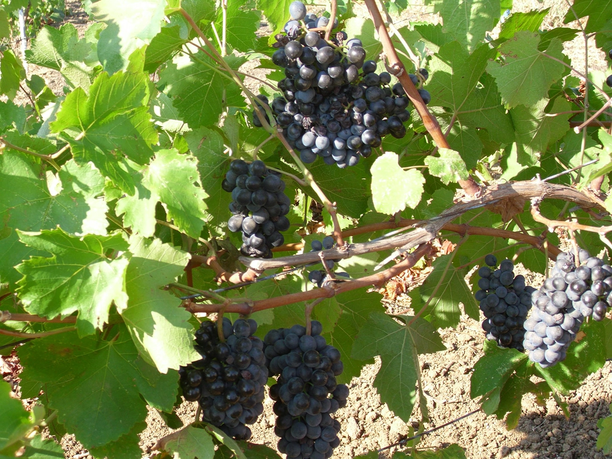 Avşa Ada Karası Üzümü