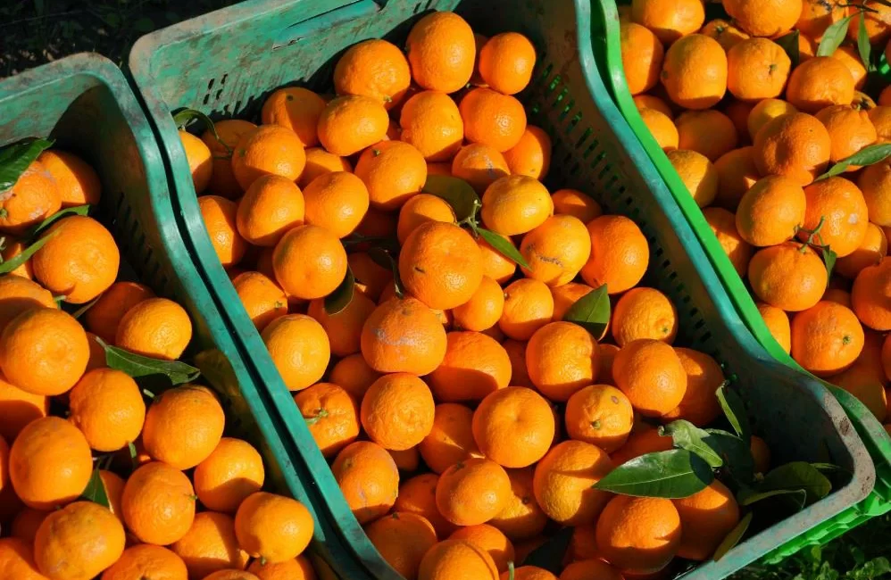 Havran Ovası’nın verimli topraklarında